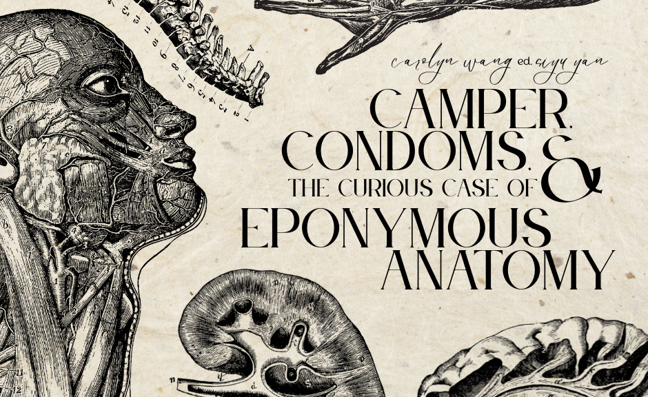 Title image reads " Camper, Condoms, and the Curious Case of Eponymous Anatomy"