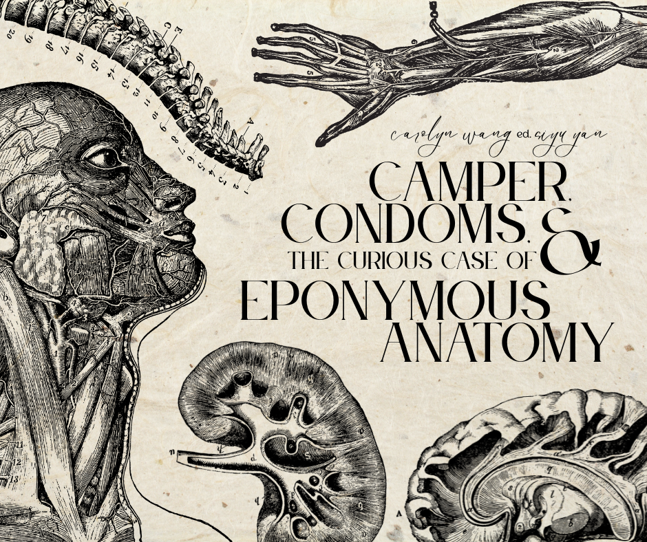 Title image reads " Camper, Condoms, and the Curious Case of Eponymous Anatomy"